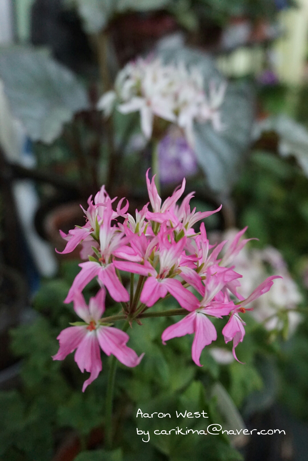 Пеларгония Peppermint Twist Фото