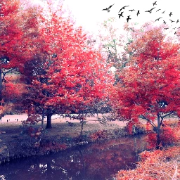wapautumn autumn nature hdr