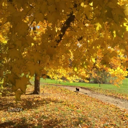 autumn landscape captured doggie yellow wppautumnvibes
