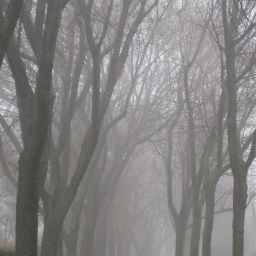 wppfog trees winter fog path wppspooky dpcfridaythe13th pcfoggy pcbadweather pcforest pcgloomyweather gloomyweather pcnaturethroughmyeyes naturethroughmyeyes