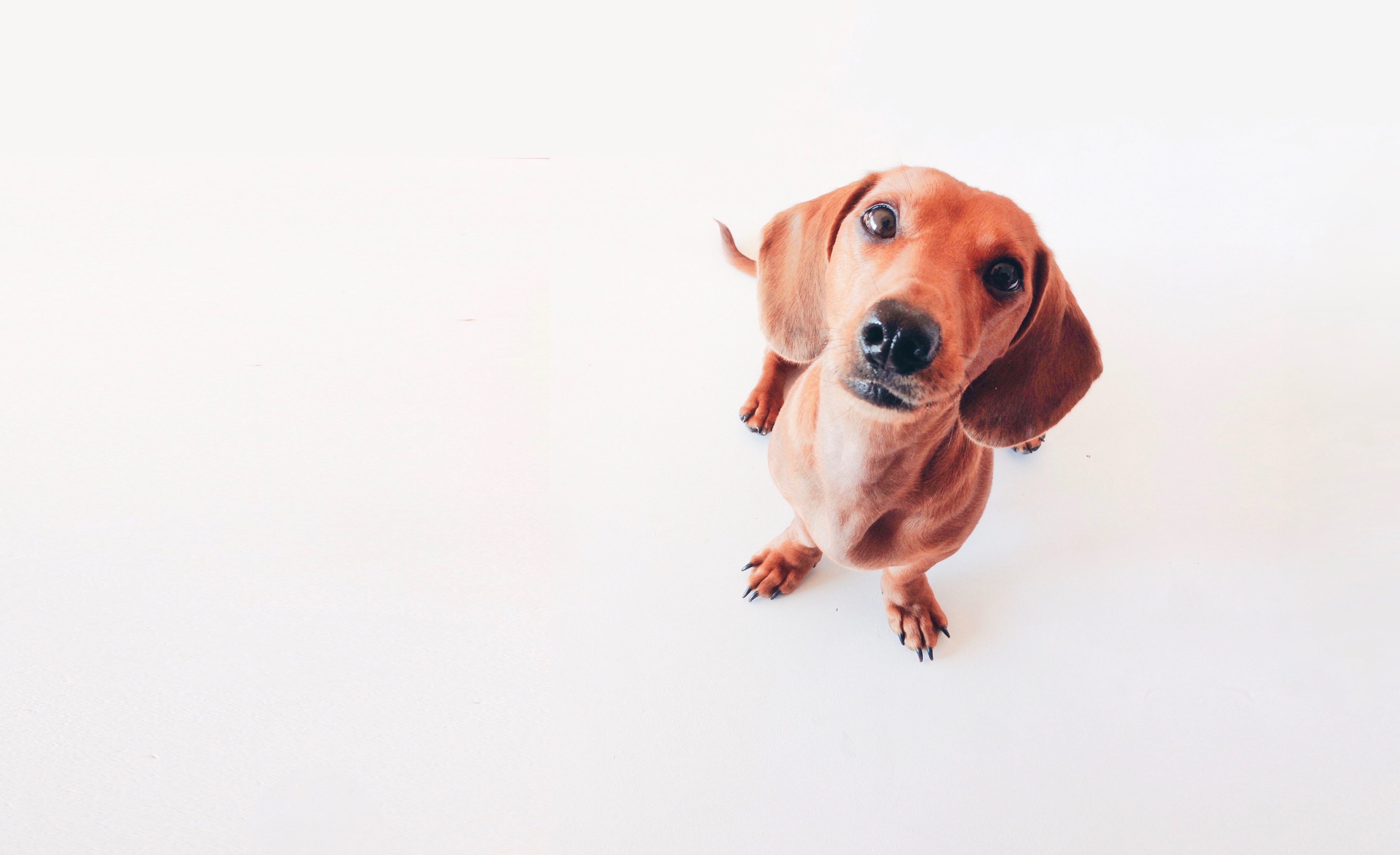 poochpic minimalist minimalism white whitespace freetoedit