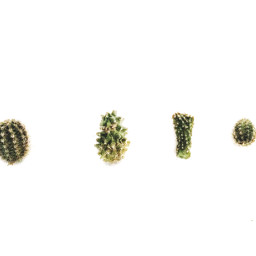 cactus love minimalism green spring