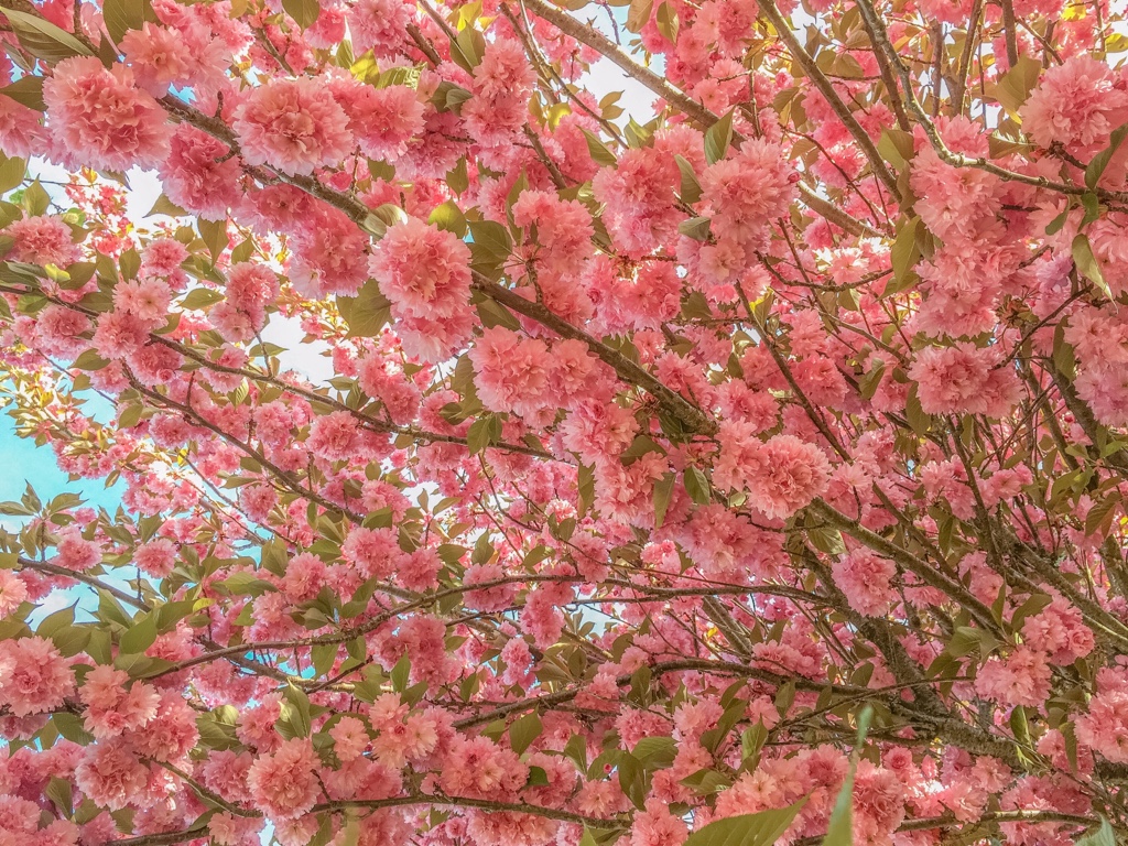 This tree was blooming like crazy. So beautiful🌸 flowe...