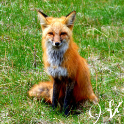 cute nature petsandanimals photography fox